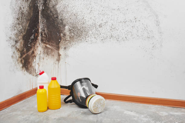Best Home Mold Removal  in Mokena, IL
