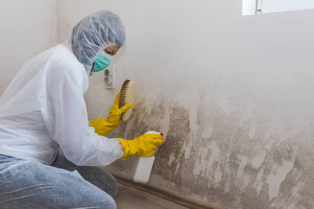 Best Crawl Space Mold Removal  in Mokena, IL
