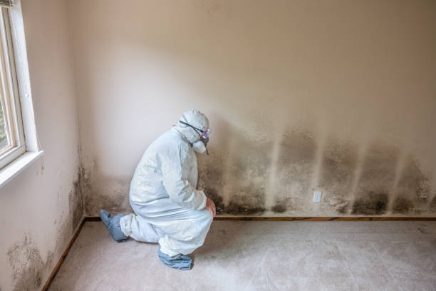 Mold Testing and Removal in Mokena, IL