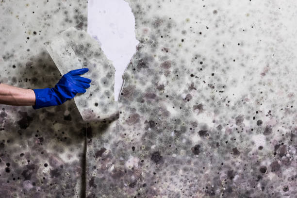 Best Commercial Mold Removal  in Mokena, IL
