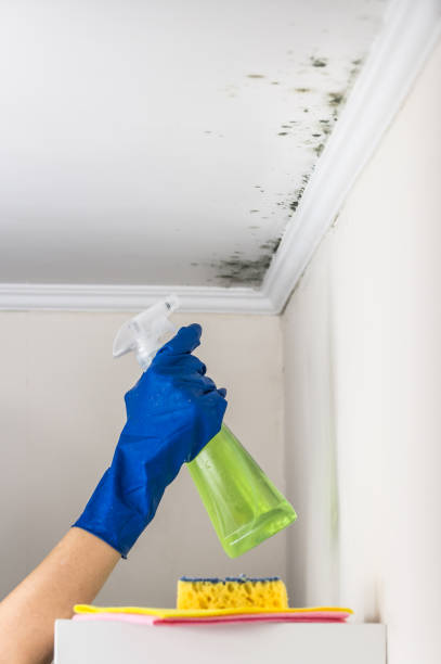 Best Mold Testing  in Mokena, IL