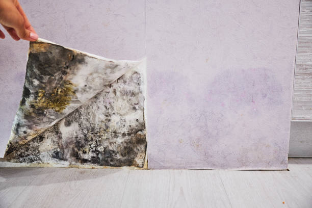 Best Residential Mold Removal  in Mokena, IL
